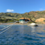 PK-Rig I'm Saury